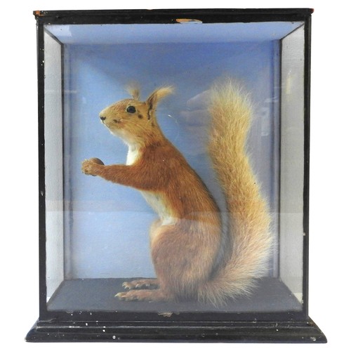 191 - A 19TH CENTURY TAXIDERMY RED SQUIRREL, standing on hind legs holding a nut ,in a glass case, the cas... 