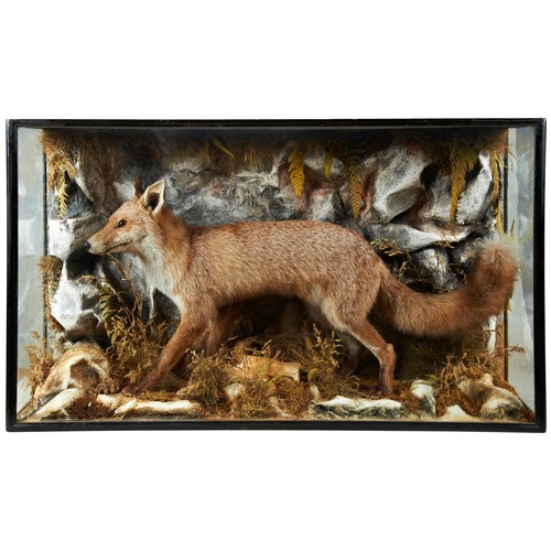 195 - A CASED TAXIDERMY FOXLATE 19TH CENTURYin naturalistic surroundings 11cm wide, 65cm high... 