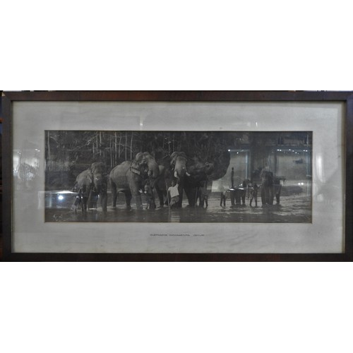 356A - 'ELEPHANTS, KATOGASTOTA, CEYLON' FRAMED PHOTOGRAPHIC PRINT, 20 x 58 cm