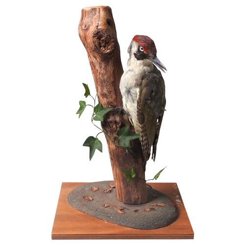 91 - A TAXIDERMY GREEN WOODPECKER, MID 20TH CENTURY, mounted in a naturalistic setting36 cm high
