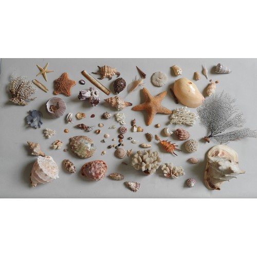 505 - A MIXED GROUP OF CONCH AND SEA SHELLS, along with Starfish and corals.A lotProvenance:from the Priva... 