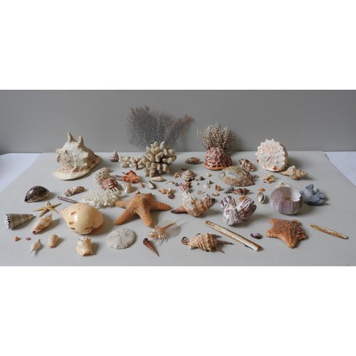 505 - A MIXED GROUP OF CONCH AND SEA SHELLS, along with Starfish and corals.A lotProvenance:from the Priva... 