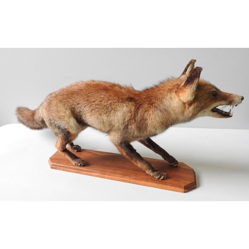 186 - A VINTAGE TAXIDERMY FOX, standing foursquare on a canted corner plinth106 cm long