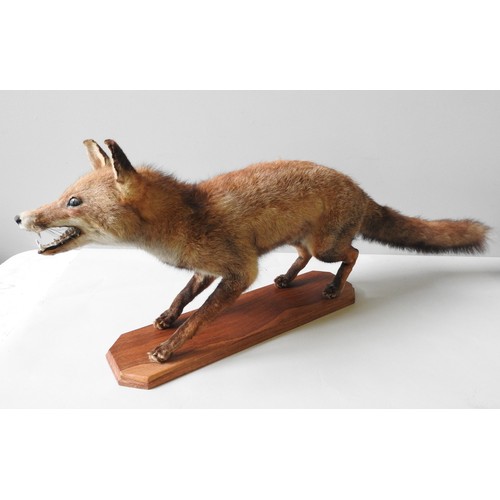 186 - A VINTAGE TAXIDERMY FOX, standing foursquare on a canted corner plinth106 cm long