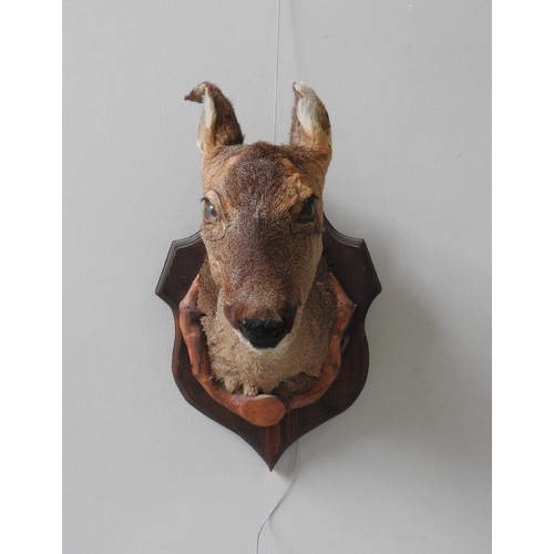 185 - A VINTAGE TAXIDERMY ROE DEER HEAD, mounted on a cartouche form wall panel49 cm high