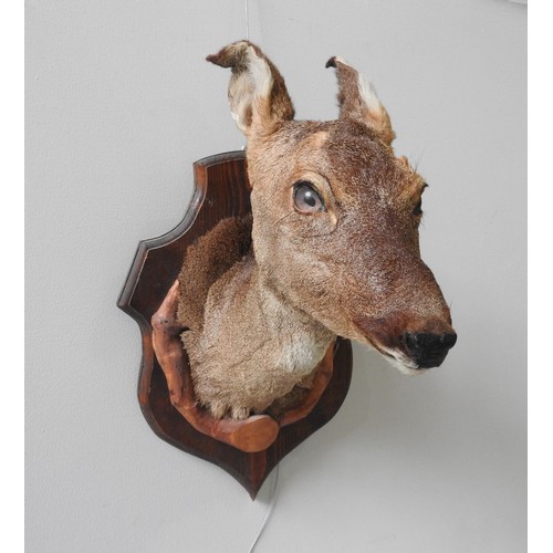 185 - A VINTAGE TAXIDERMY ROE DEER HEAD, mounted on a cartouche form wall panel49 cm high