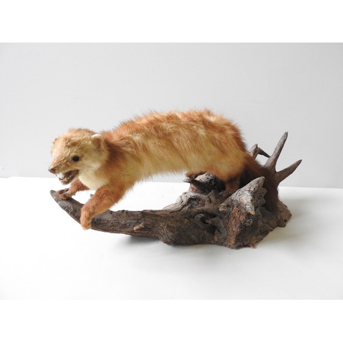 184 - A VINTAGE TAXIDERMY PINEMARTIN, mounted naturalistically on a tree branch,60 cm long