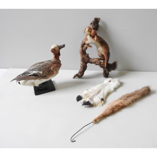 183 - A VINTAGE TAXIDERMY SQUIRREL AND DUCK, along with a portion of mountain goat fur and a fox tail moun... 