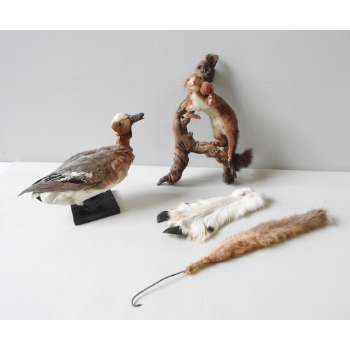 183 - A VINTAGE TAXIDERMY SQUIRREL AND DUCK, along with a portion of mountain goat fur and a fox tail moun... 