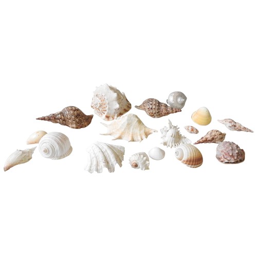 506 - A MISCELLANEOUS COLLECTION OF CONCH AND SEA SHELLS, the largest measuring 23 x 16 x 15 cm