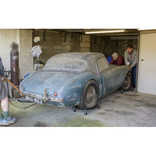 12 - 1954 AUSTIN HEALEY 100/4 BN1Registration Number: MUS 403Chassis Number: BN1/156426Recorded Mileage: ... 