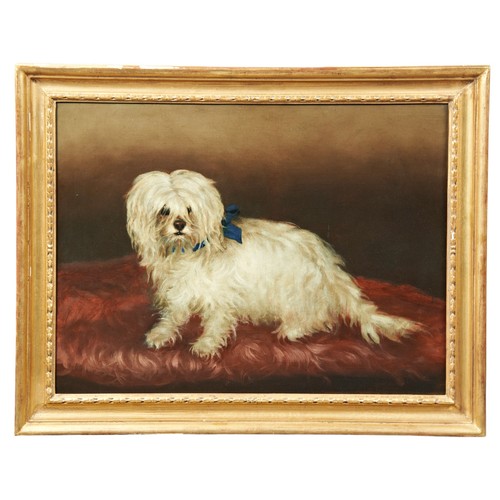 650 - AN OIL PAINTING ON CANVAS OF MALTESE TERRIER, unsigned, on a re-lined canvas mounted in a gilt frame... 