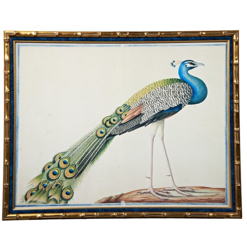 686 - ORNITHOLOGICAL COLOUR LITHOGRAPH DEPICTING A PEACOCK mounted in a gilded simulated bamboo frame49.5c... 