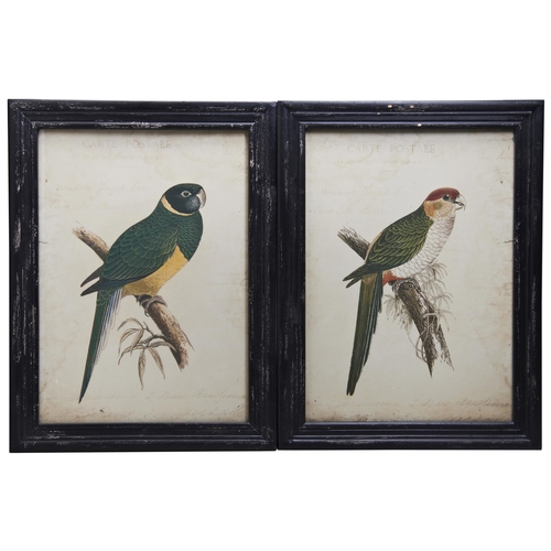 649 - ALEXANDER FRANCIS LYDON (1836-1917) A SET OF SIX COLOUR LITHOGRAPHS OF PARROTS, glazed and framed42 ... 