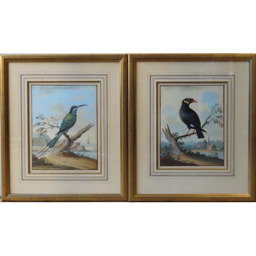 524 - A PAIR OF ORNITHOLOGICAL WATER COLOURS, LATE 18TH/EARLY 19TH CENTUR, one inscribed 'The Mina from Bo... 