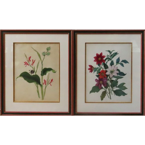 494 - A PAIR OF LATE 19TH CENTURY BOTANICAL WATER COLOURS, unsigned, both glazed and framed45 x 35 cmPROVE... 