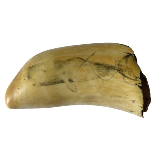 714 - A GOOD SCRIMSHAW LARGE SPERM WHALE TOOTH, finely engraved with a three masted whaler attendant with ... 