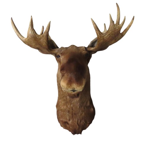 159 - AN IMPRESSIVE TAXIDERMY CANADIAN BULL MOOSE HEADAntler span is 105cmTop of antler to base is 140cm a... 