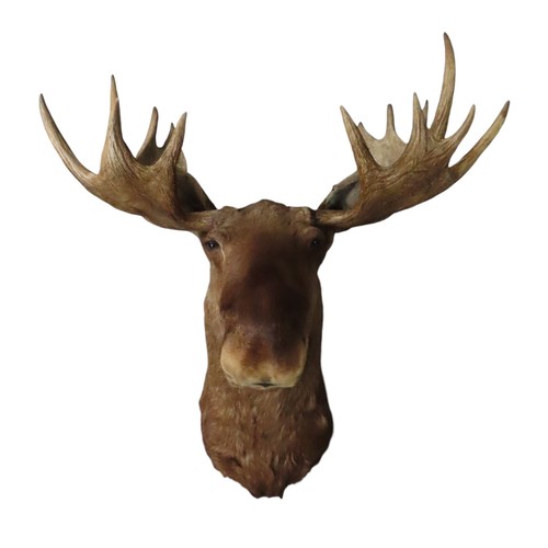 159 - AN IMPRESSIVE TAXIDERMY CANADIAN BULL MOOSE HEADAntler span is 105cmTop of antler to base is 140cm a... 