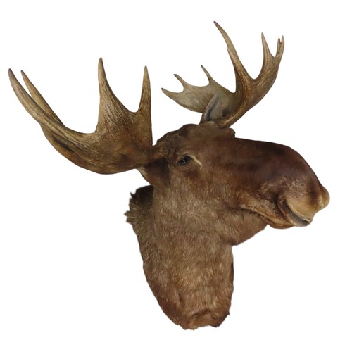 159 - AN IMPRESSIVE TAXIDERMY CANADIAN BULL MOOSE HEADAntler span is 105cmTop of antler to base is 140cm a... 