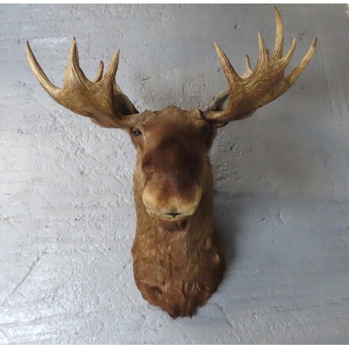 159 - AN IMPRESSIVE TAXIDERMY CANADIAN BULL MOOSE HEADAntler span is 105cmTop of antler to base is 140cm a... 