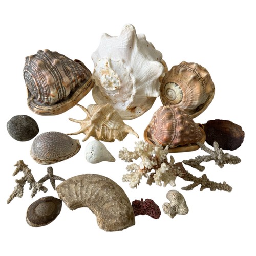 448 - A GROUP OF SEASHELLS, FOSSILS AND CORAL including a large conch shell, a section of ammonite, a biva... 