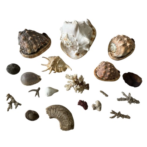 448 - A GROUP OF SEASHELLS, FOSSILS AND CORAL including a large conch shell, a section of ammonite, a biva... 