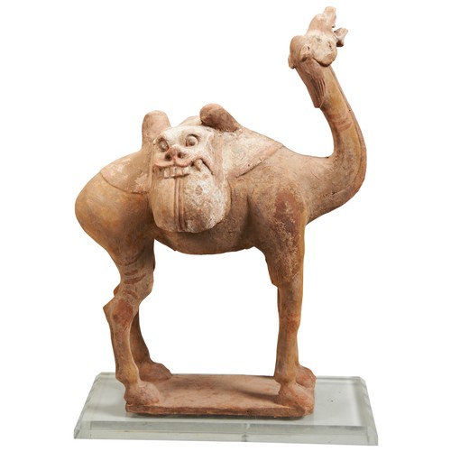 154 - AN IMPRESSIVE PAINTED POTTERY FIGURE OF A CAMELTANG DYNASTY  (618-907)陶俑骆驼 唐 618-907standing foursqu... 