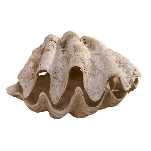 A MATCHED PAIR OF GIANT CLAM SHELLS70cm wide approx.