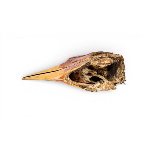 267 - A VERY RARE HORNBILL CARVINGQING DYNASTY (1644-1911)清 犀鸟俏雕the front of the casque is deeply carved w... 