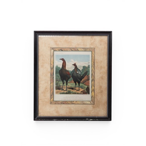 30 - TWO BOTANNICAL LITHOGRAPHSglazed and framed (21.5 x 29.5 cm)together with two ornithilogical colour ... 
