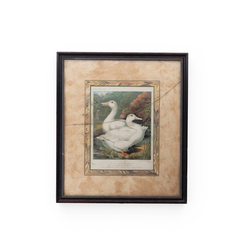 30 - TWO BOTANNICAL LITHOGRAPHSglazed and framed (21.5 x 29.5 cm)together with two ornithilogical colour ... 