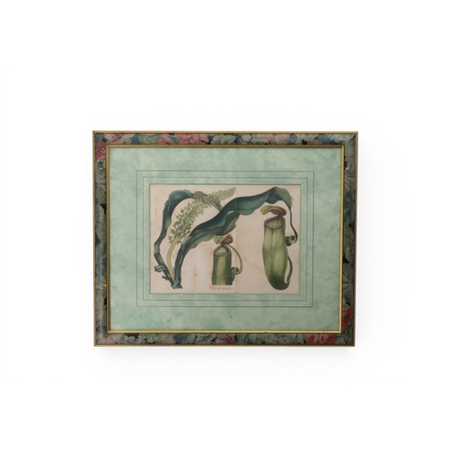30 - TWO BOTANNICAL LITHOGRAPHSglazed and framed (21.5 x 29.5 cm)together with two ornithilogical colour ... 