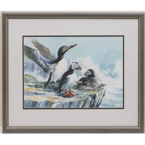 297 - Frederick J Watson (Contemporary), Puffins and Guillemot, watercolour, signed, dated verso 1992, 33c... 