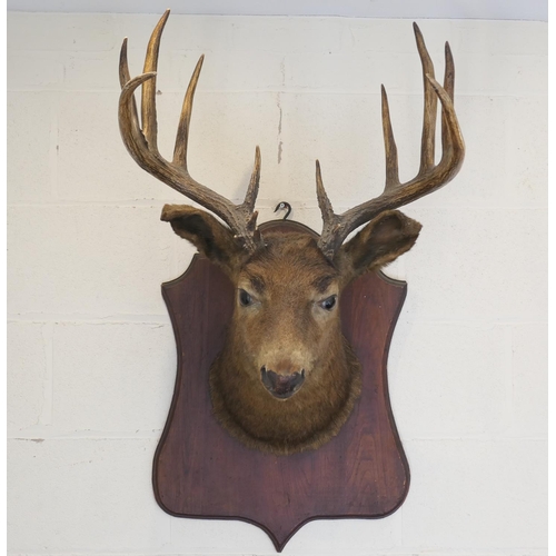 477 - Red deer stag sporting trophy, circa 1910, presented on a shaped oak shield, height 100cm, width 50c... 