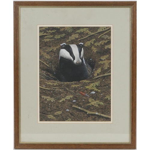 339 - Simon Turvey (b. 1957), Badger emerging from a sett, watercolour, signed and dated 1981, 32.5cm x 24... 