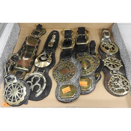 165 - Number of leather martingales complete with horse brasses, Victorian and later (7)