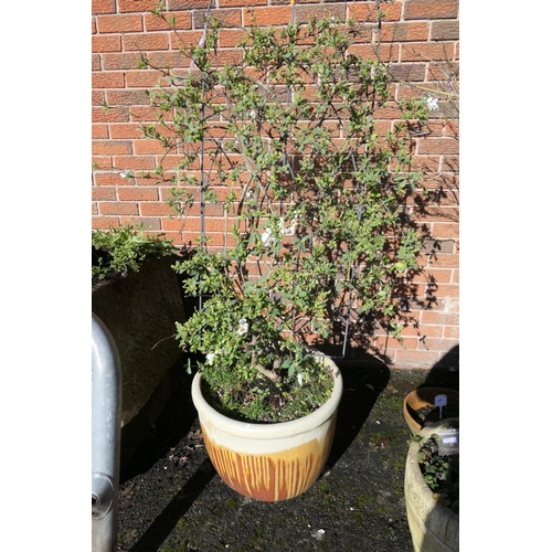 489 - Potted climbing plant in a beige and streaked glaze jardiniere