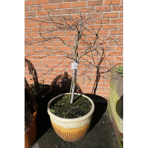 490 - Potted shrub in a cream and streaked brown glazed jardiniere