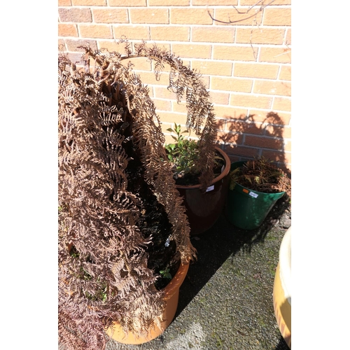 491 - Potted tree fern (sadly the fern had been left exposed to the ravages of this winter before our remo... 