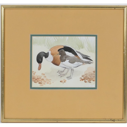 514 - 'Ionicus' Joshua Charles Armitage (1913-98), Pair, 'Herring Gulls' and 'Shelduck with  Oystercatcher... 