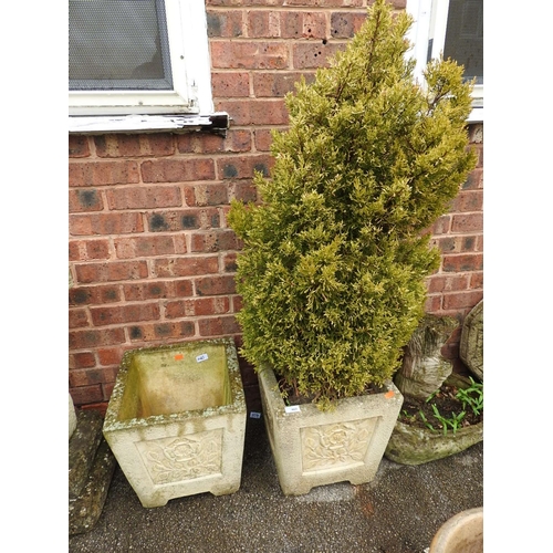 460 - Reconstituted stone Tudor Rose jardiniere with planted spruce tree and a vacant similar jardiniere, ... 