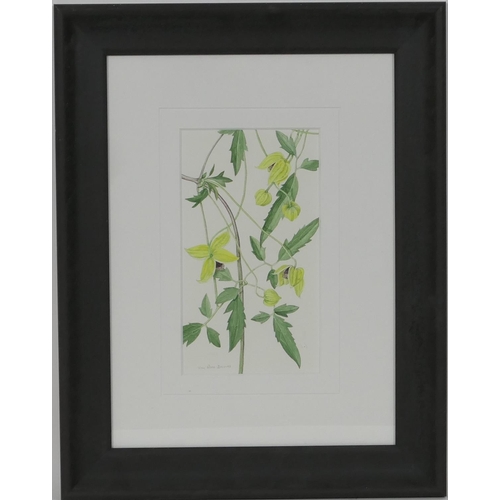 562 - K Rees-Davies (Contemporary), 'Clematis Bill Mackenzie', signed watercolour on paper, 24cm 13.5cm Pr... 