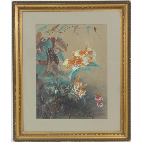 576 - English School (late 19th Century), Study of orchids, indistinctly signed watercolour and bodycolour... 