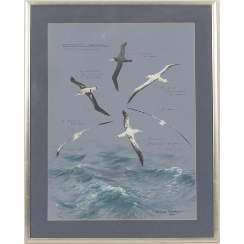 630 - Bruce Pearson (b.1950), 'Wandering albatross', gouache, signed and dated 1981, 43cm x 32cm