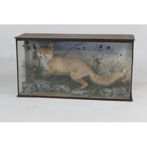 659 - Taxidermy prowling fox, nicely landscaped, in a glazed case, 104cm x 55cm