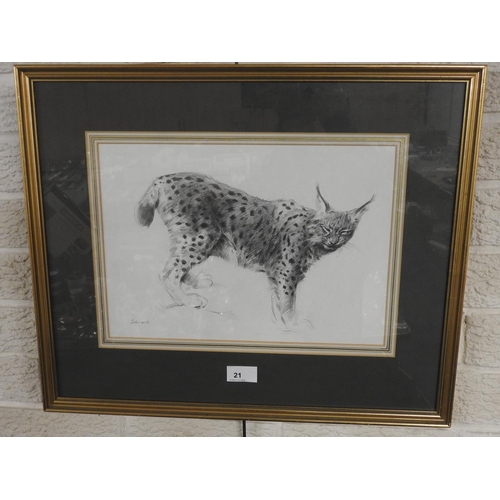 21 - John Edwards (Contemporary), 'Lynx', pencil  drawing, signed, inscribed to a label verso, 24cm x 34c... 