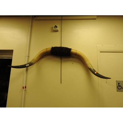 473 - Pair of ox horns, 126cm spread