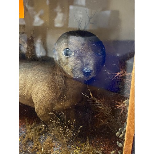 203 - Victorian taxidermy weasel, cased, 27cm