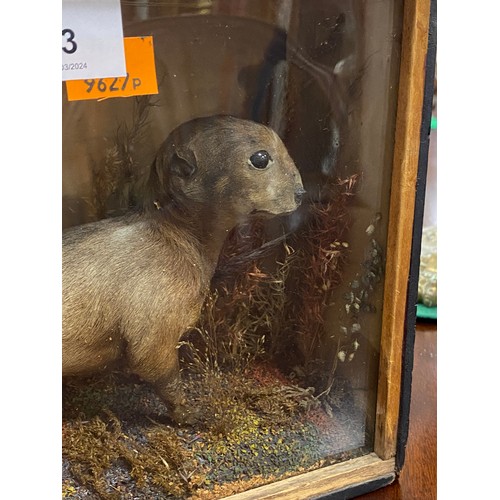 203 - Victorian taxidermy weasel, cased, 27cm